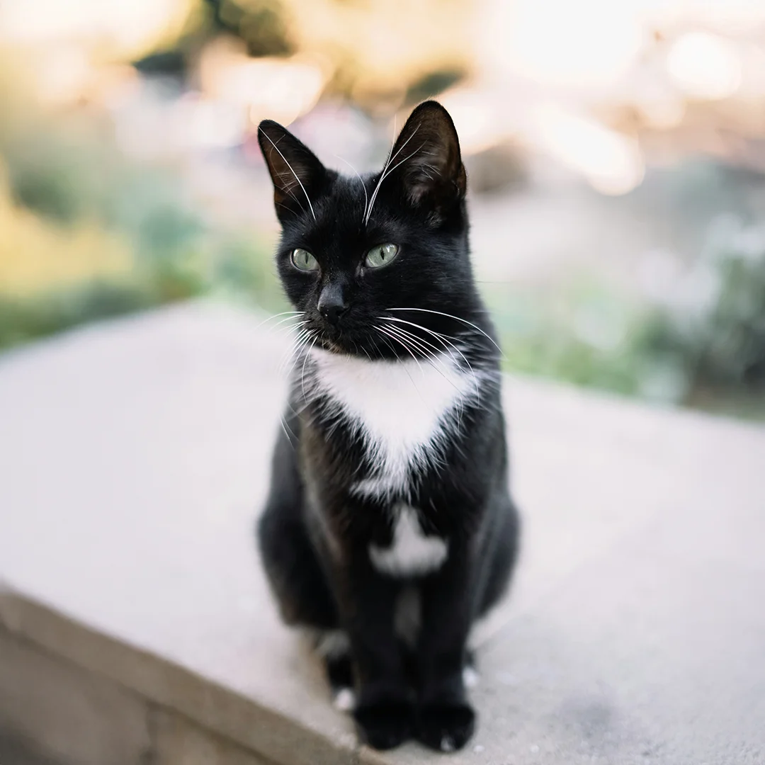 A sleek black and white tuxedo cat with green eyes sits on a concrete ledge, gazing to the side.