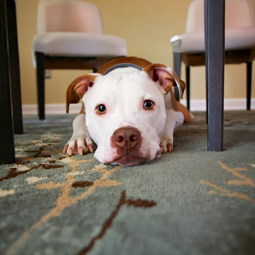 A white and brown dog with wide, expressive eyes lies flat on a patterned rug between two pieces of furniture.